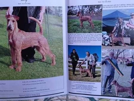 Irish Terrier for sale by TAWNYOAK