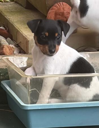 Tenterfield Terrier for sale by WANDJI