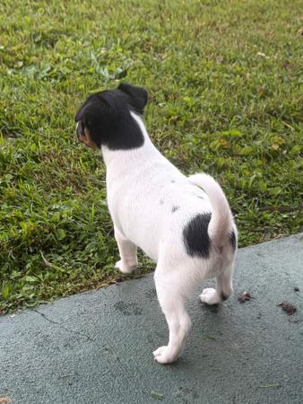 Tenterfield Terrier for sale by WANDJI