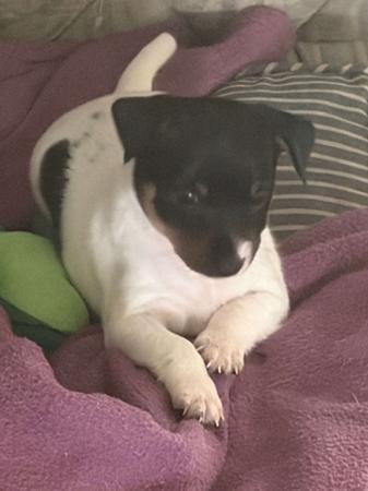 Tenterfield Terrier for sale by WANDJI