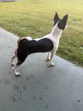 Tenterfield Terrier for sale by WANDJI