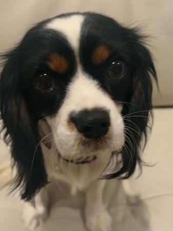 Cavalier King Charles Spaniel puppy for sale by COUNTRYCAVALIERS