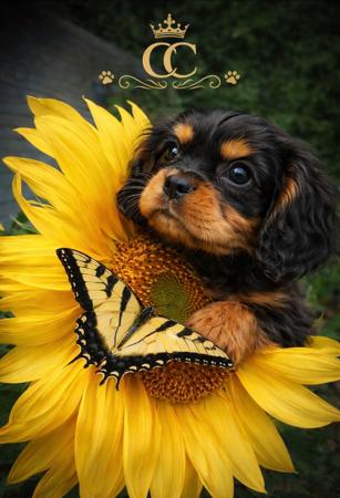 Cavalier King Charles Spaniel puppy for sale by COUNTRYCAVALIERS