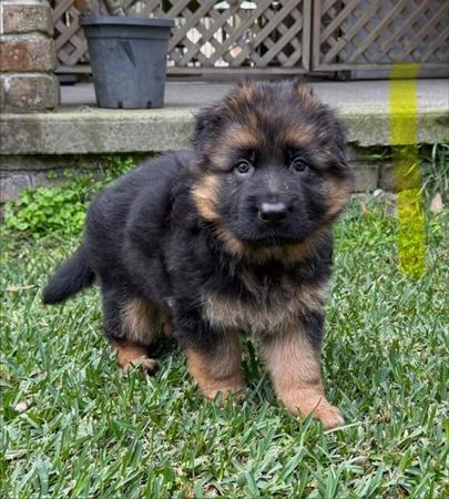 German Shepherd Dog (Long Stock Coat) puppy for sale by BERNLOCH