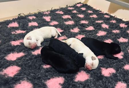 Labrador Retriever puppy for sale by AMAGENE