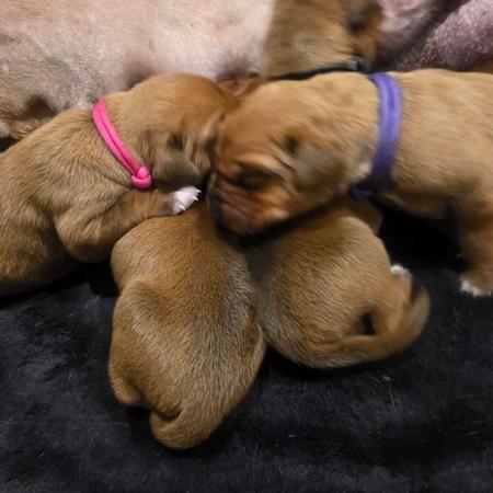 Rhodesian Ridgeback puppy for sale by JUZRIVAL