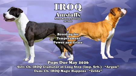 American Staffordshire Terrier puppy for sale by IROQ