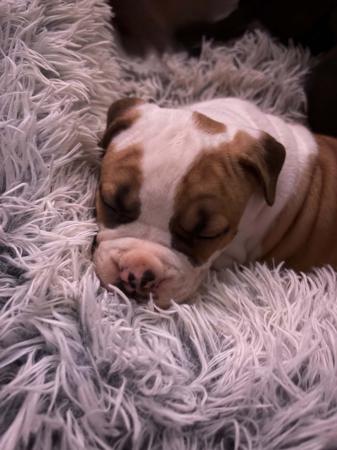 American Staffordshire Terrier puppy for sale by IROQAMSTAFFS