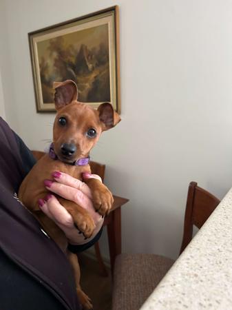 Miniature Pinscher puppy for sale by LEORICIA