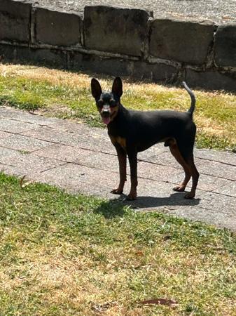 Miniature Pinscher puppy for sale by LEORICIA