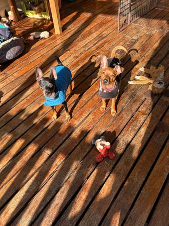 Miniature Pinscher puppy for sale by LEORICIA