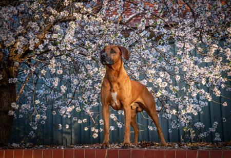 Rhodesian Ridgeback for sale by MIKOZI
