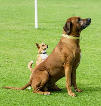 Rhodesian Ridgeback for sale by MIKOZI