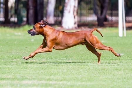 Rhodesian Ridgeback for sale by MIKOZI