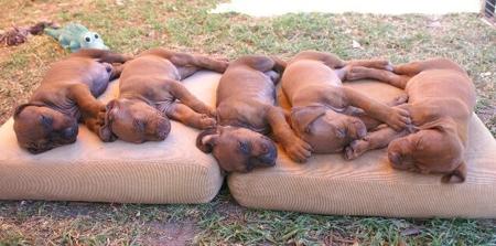 Rhodesian Ridgeback for sale by MIKOZI