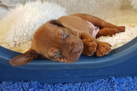 Rhodesian Ridgeback puppy for sale by MIKOZI