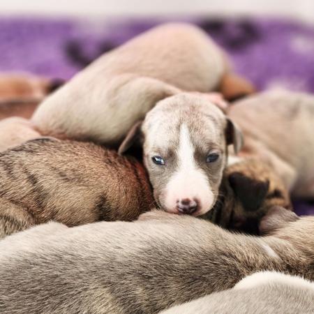 Whippet for sale by HAYLEYG
