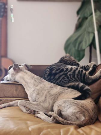 Whippet for sale by TESHKAMERE