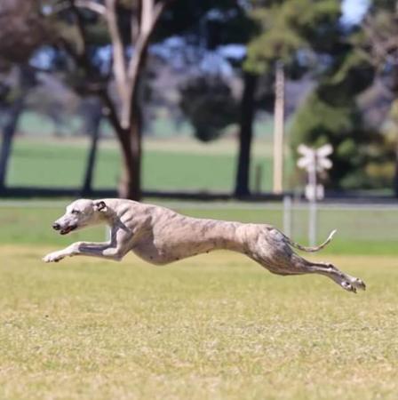 Whippet for sale by TESHKAMERE