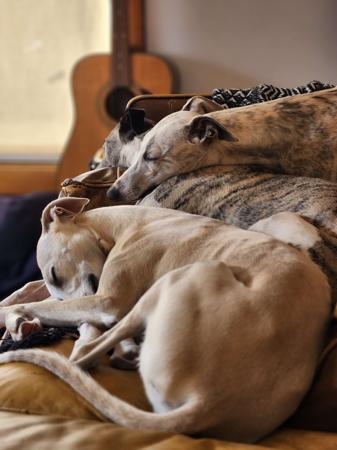 Whippet for sale by TESHKAMERE