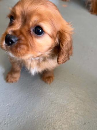 Cavalier King Charles Spaniel for sale by BAJPUP