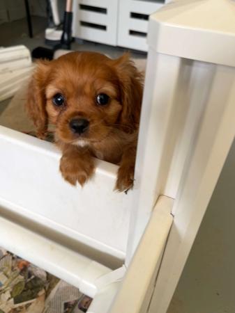 Cavalier King Charles Spaniel for sale by BAJPUP