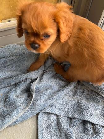 Cavalier King Charles Spaniel for sale by BAJPUP