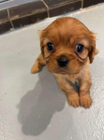 Cavalier King Charles Spaniel for sale by BAJPUP