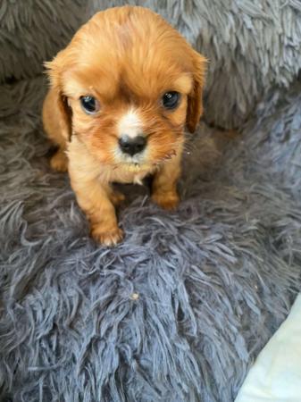 Cavalier King Charles Spaniel for sale by BAJPUP