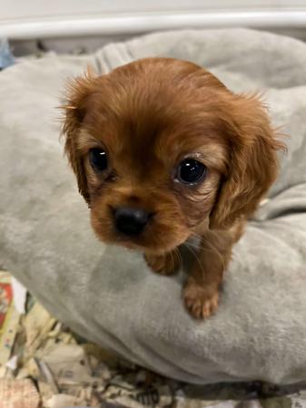 Cavalier King Charles Spaniel for sale by BAJPUP