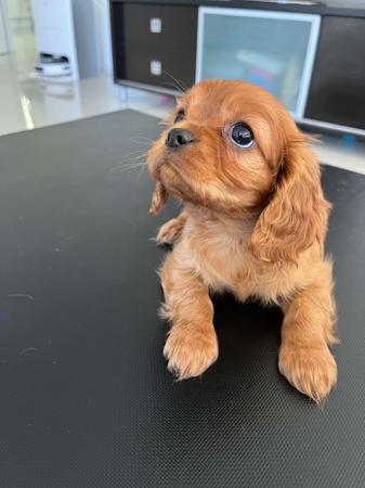 Cavalier King Charles Spaniel for sale by BAJPUP