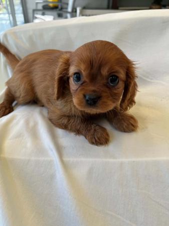 Cavalier King Charles Spaniel for sale by BAJPUP