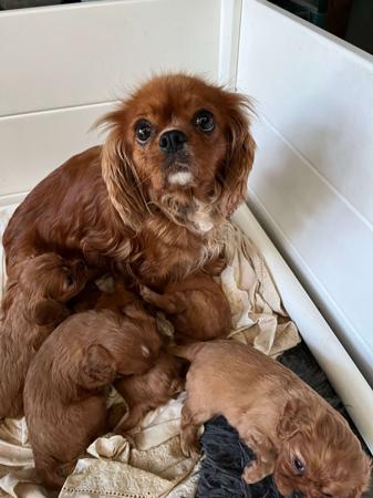 Cavalier King Charles Spaniel for sale by BAJPUP
