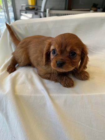 Cavalier King Charles Spaniel for sale by BAJPUP