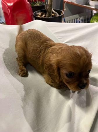 Cavalier King Charles Spaniel for sale by BAJPUP