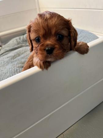 Cavalier King Charles Spaniel for sale by BAJPUP