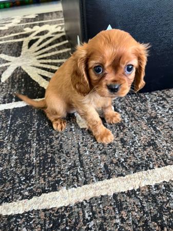 Cavalier King Charles Spaniel for sale by BAJPUP