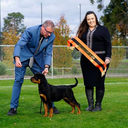Khingsahl Devil In Disguise Rottweiler