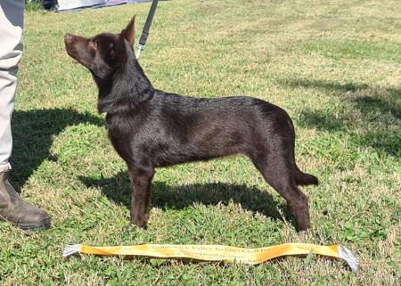 Australian Kelpie for sale by VONSANNA