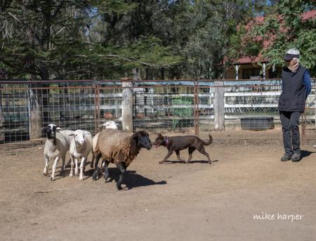 Australian Kelpie for sale by VONSANNA