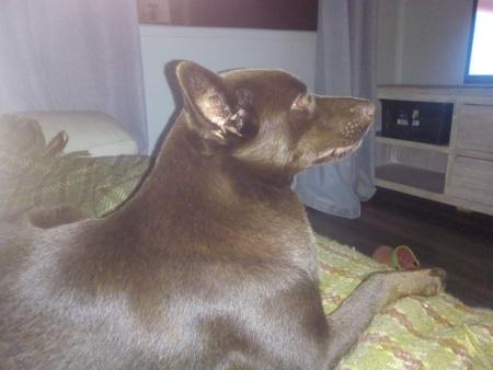 Australian Kelpie for sale by VONSANNA