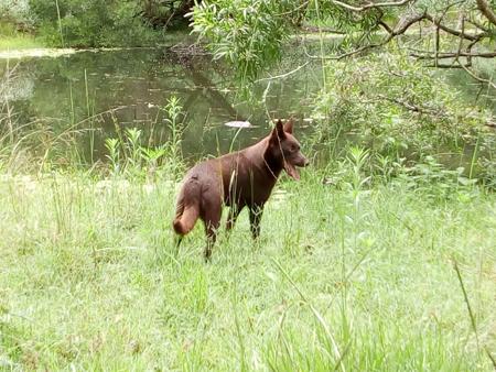 Australian Kelpie for sale by VONSANNA