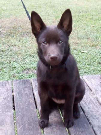 Australian Kelpie for sale by VONSANNA