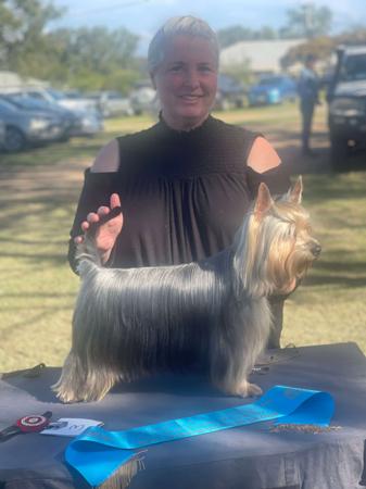 Australian Silky Terrier for sale by SILKYDAISE