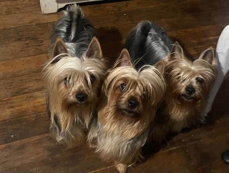 Australian Silky Terrier for sale by SILKYDAISE