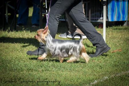 Australian Silky Terrier for sale by SILKYDAISE