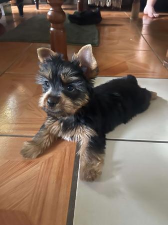 Australian Silky Terrier for sale by SILKYDAISE