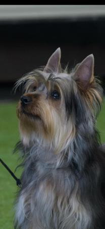 Australian Silky Terrier for sale by SILKYDAISE