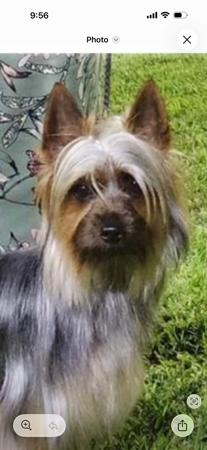 Australian Silky Terrier for sale by SILKYDAISE