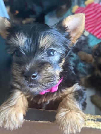 Australian Silky Terrier puppy for sale by SILKYDAISE